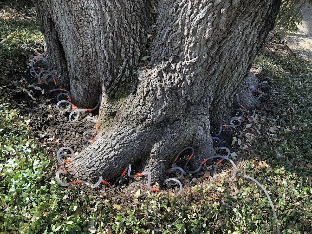 Detailed Tree Cabling and Bracing job site in Sherrill